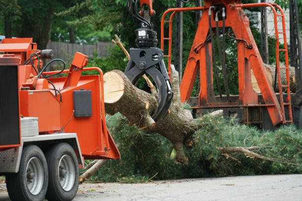 Best Lawn Mowing  in Chappaqua, NY